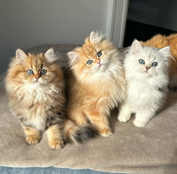 Siberian kitten resting at home